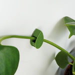 Load image into Gallery viewer, Houseplant Climbing Clips

