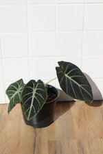 Load image into Gallery viewer, Alocasia Black Velvet
