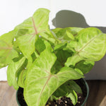 Load image into Gallery viewer, Arrowhead Plant
