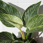 Load image into Gallery viewer, Philodendron Birkin
