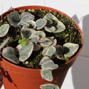 String of Hearts (variegated)
