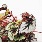 Load image into Gallery viewer, Rex Begonia

