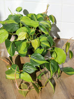 Load image into Gallery viewer, Philodendron Brasil
