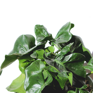 Philodendron Atom