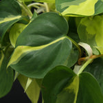 Load image into Gallery viewer, Philodendron Brasil
