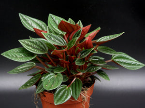 Pepperomia Rosso